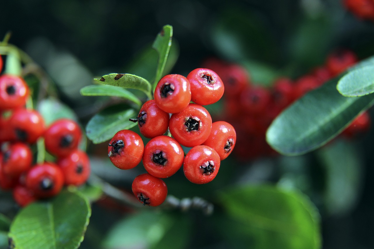 星的队伍 星的队伍